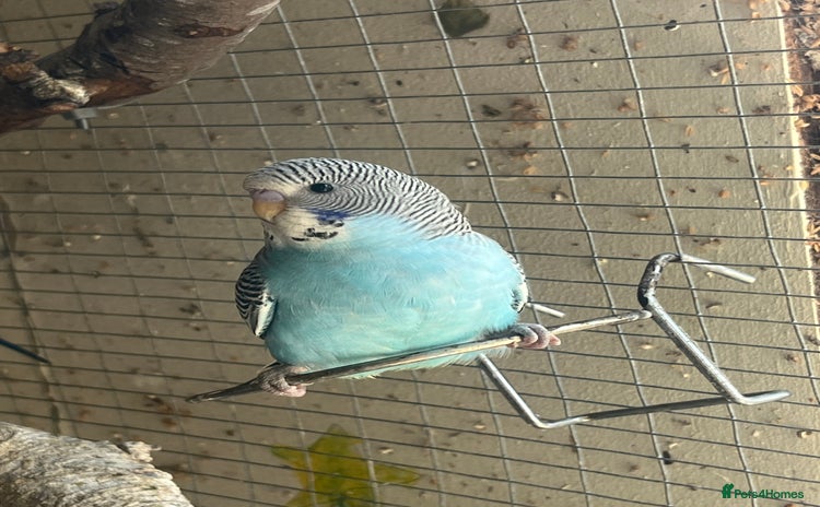 Budgerigars birds - Advert 2