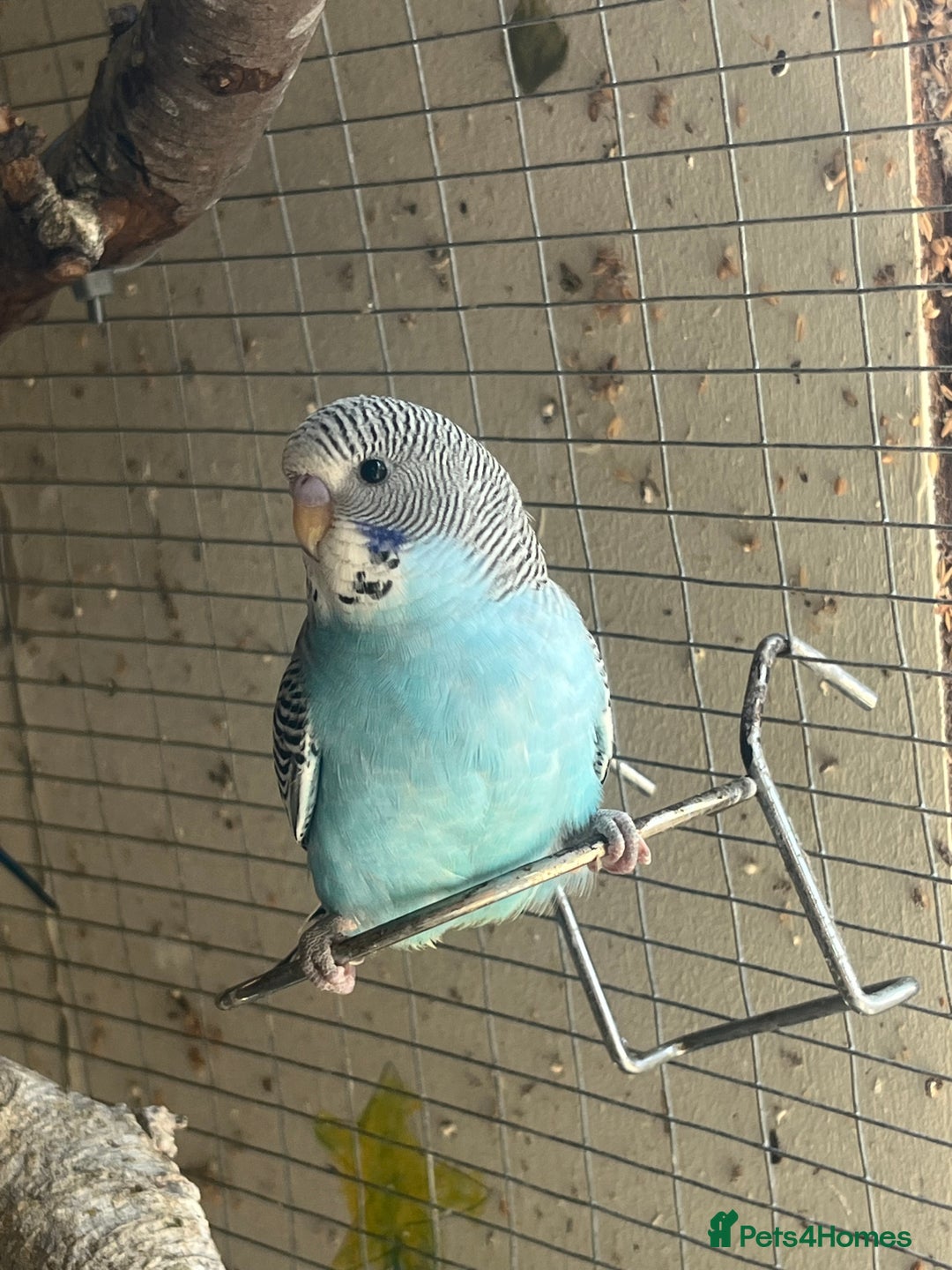 Budgerigars birds for sale: Baby budgies for sale  - Image 1
