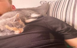 Mixed Breed cats for sale: SWEET PENNY LOOKING FOR HER FAMILY ! - Image 4