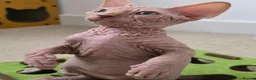 Sphynx cats for sale: 😍✨ LAST ONE! Exceptional Wrinkly Sphynx Boy ✨ in Peterborough - Advert 2
