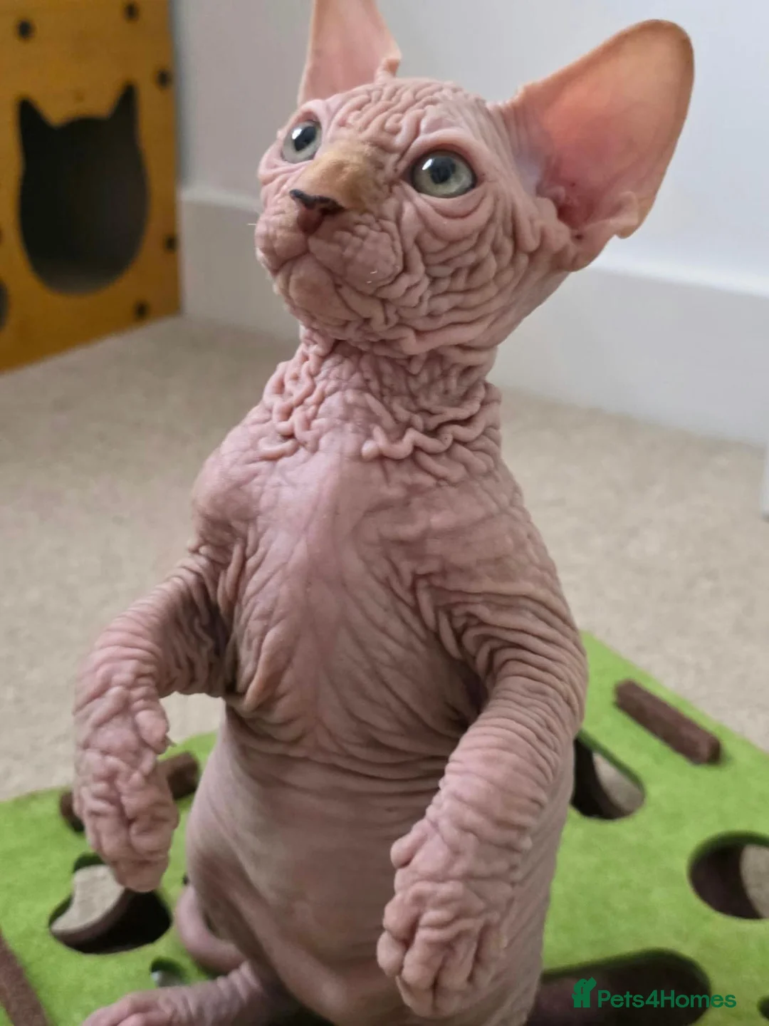 Sphynx cats for sale: 😍✨ LAST ONE! Exceptional Wrinkly Sphynx Boy ✨ in Peterborough - Advert 2