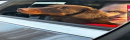 Dachshund dogs for sale: Ozzie - Advert 1
