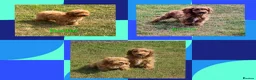 Cavapoo dogs for sale: Beautiful deep red Cavapoo Puppies  - Advert 1