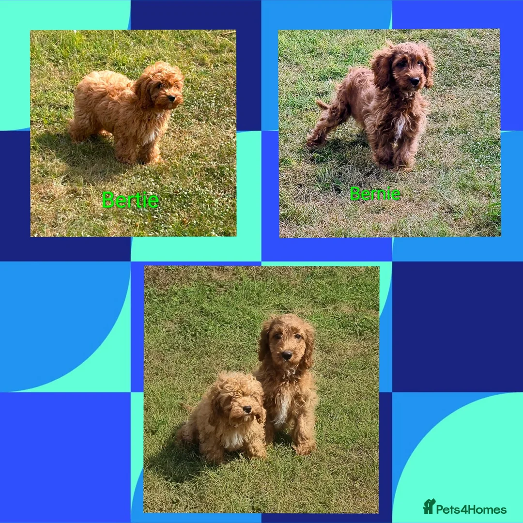 Cavapoo dogs for sale: Beautiful deep red Cavapoo Puppies  - Advert 1