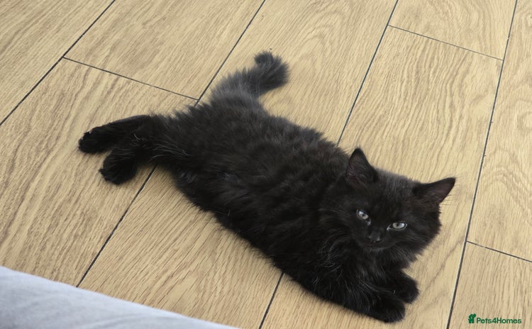 Mixed Breed cats - Advert 10