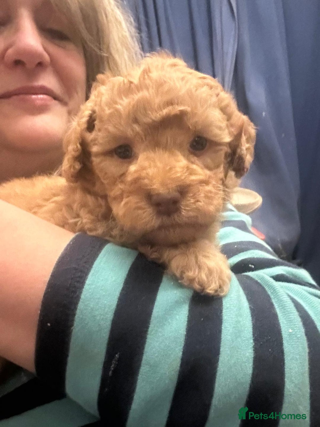 Australian Labradoodle dogs for sale: Australian Labradoodle Puppies - Advert 7