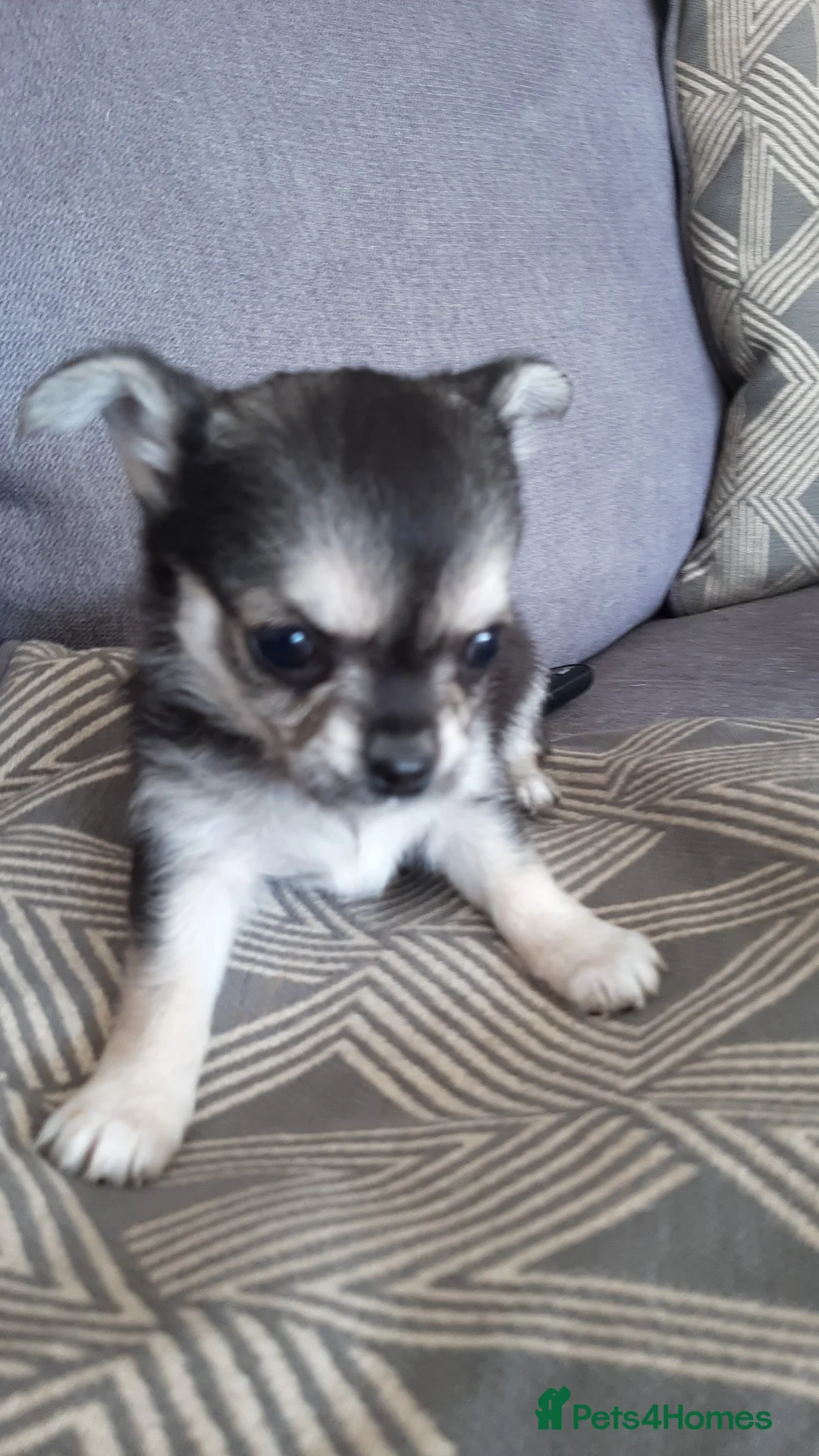Chihuahua dogs for stud: FREDERICK VON LOVEHUNTER KC Champion heritage Stud in Chorley - Advert 32