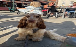 Cocker Spaniel dogs for sale: KC Registered Show Cocker Spaniel Puppies  - Image 12