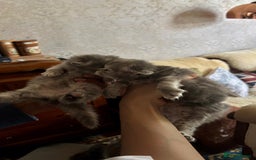 Persian cats for sale: Himalayan Persians - Image 25