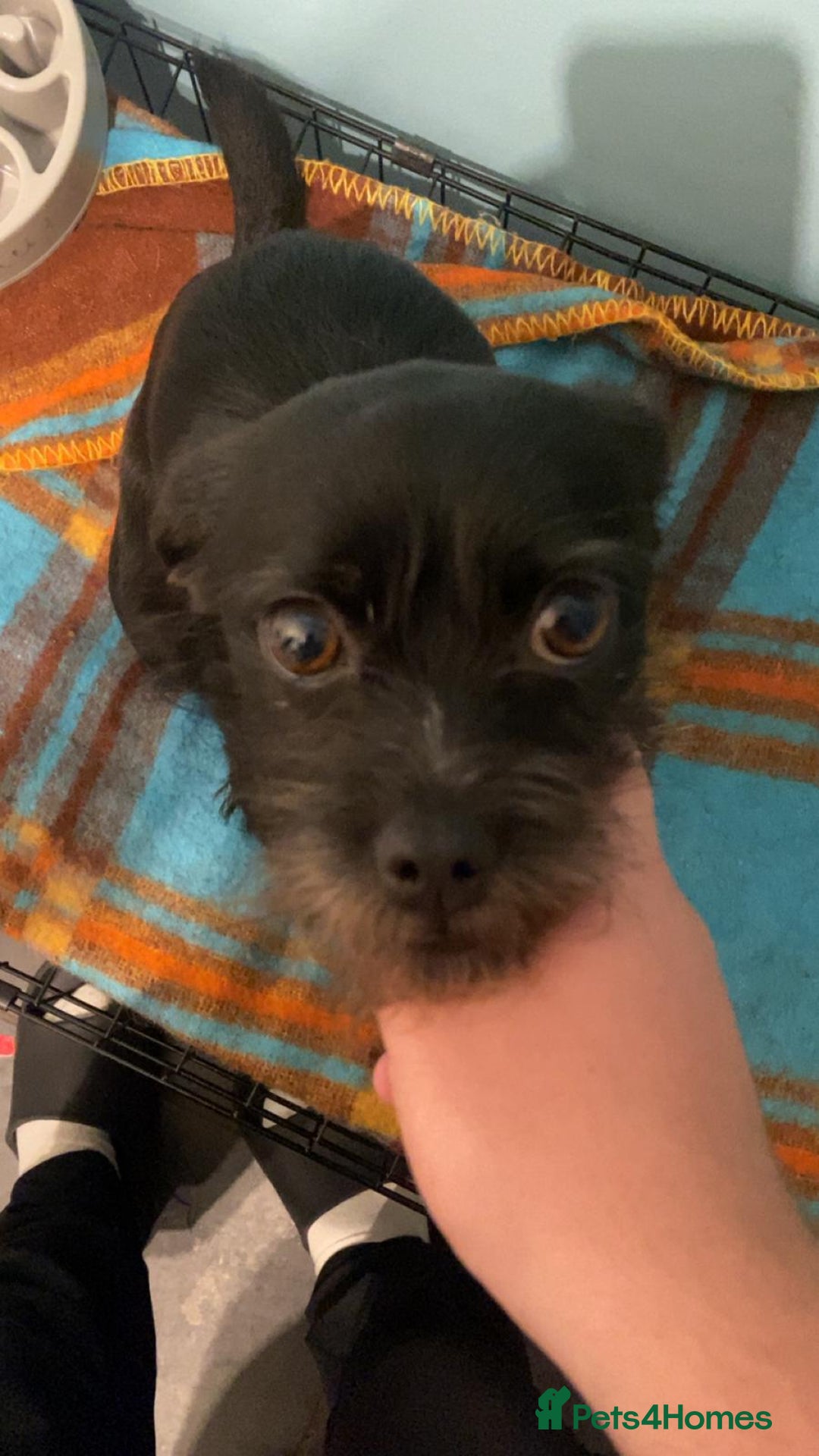 Mixed Breed dogs for sale: Brother and sister MUST stay together  - Image 2
