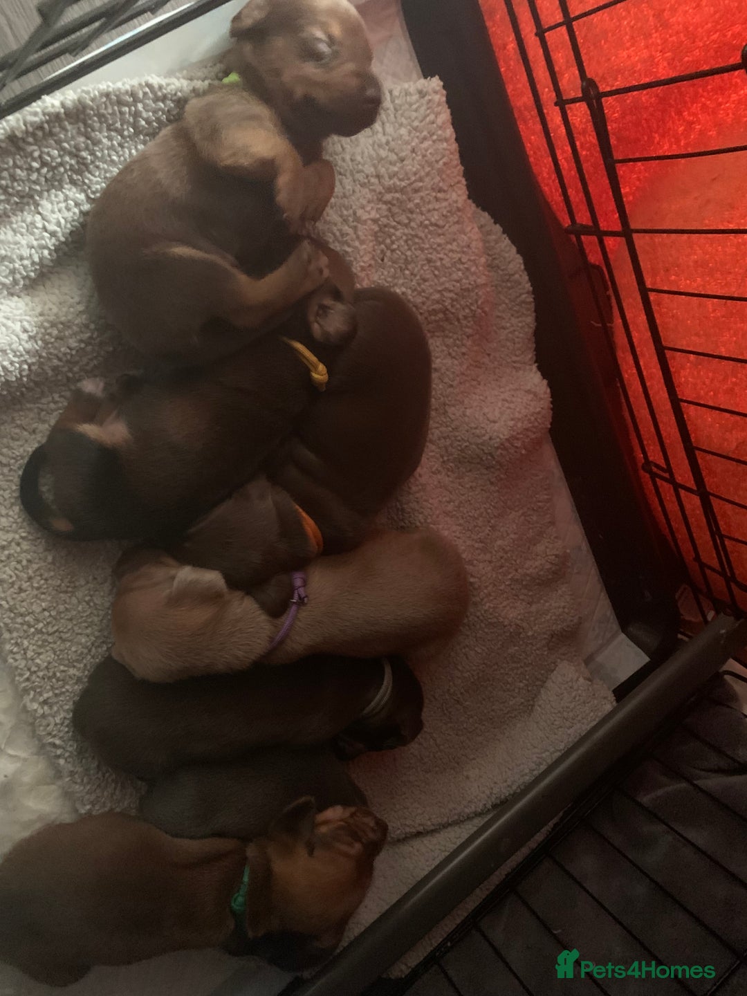 Miniature Dachshund dogs for sale: Miniature dachshunds  - Image 3