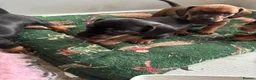 Miniature Dachshund dogs for sale: miniature dachshund - Advert 8