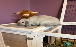 Mini Lop rabbits for sale: Mini Lop male brothers  - Image 2