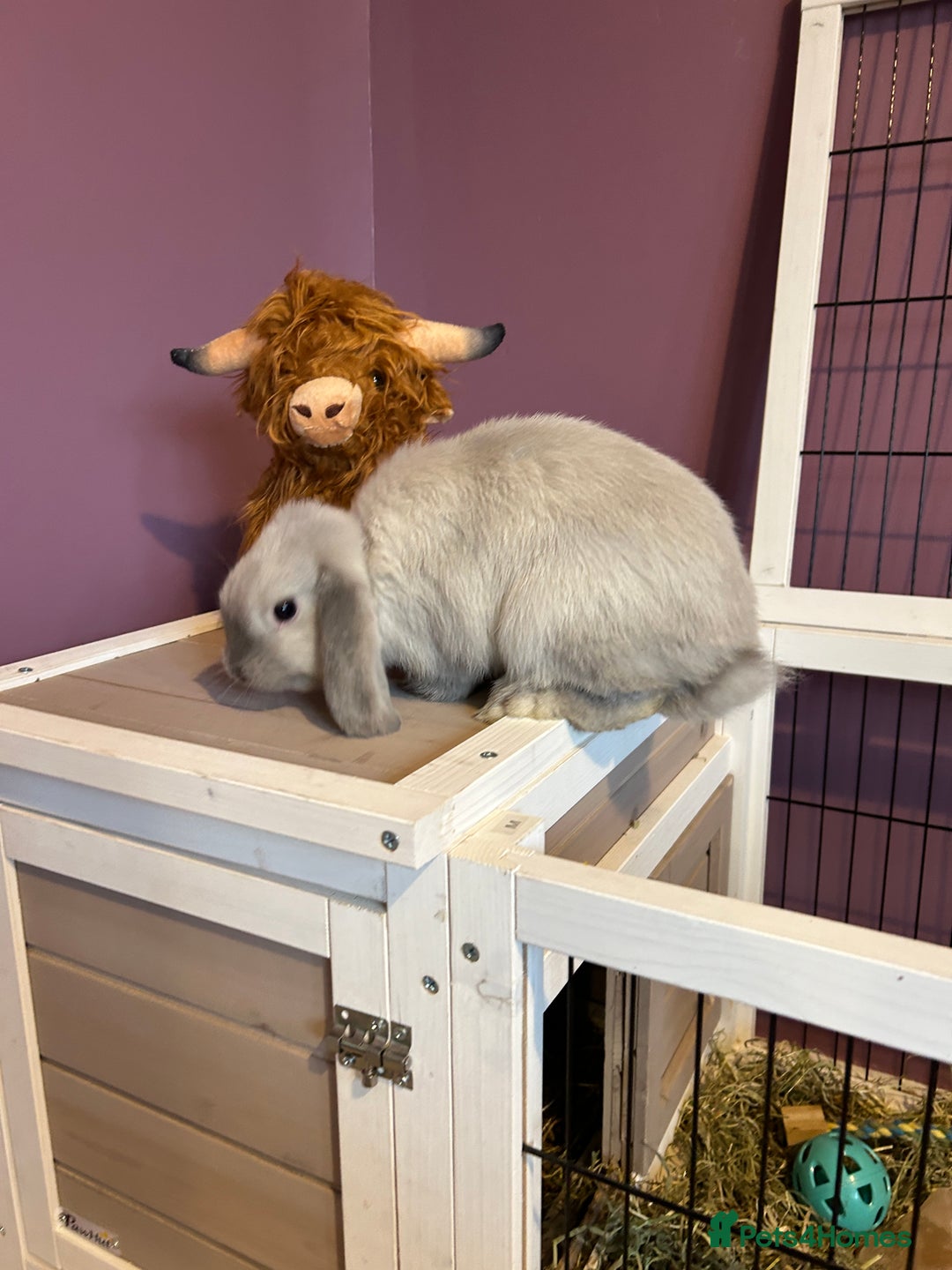 Mini Lop rabbits for sale: Mini Lop male brothers  - Image 2