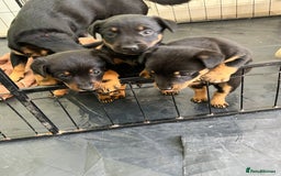 Lancashire Heeler dogs for sale: Lancashire Heeler Puppy for sale - Image 7