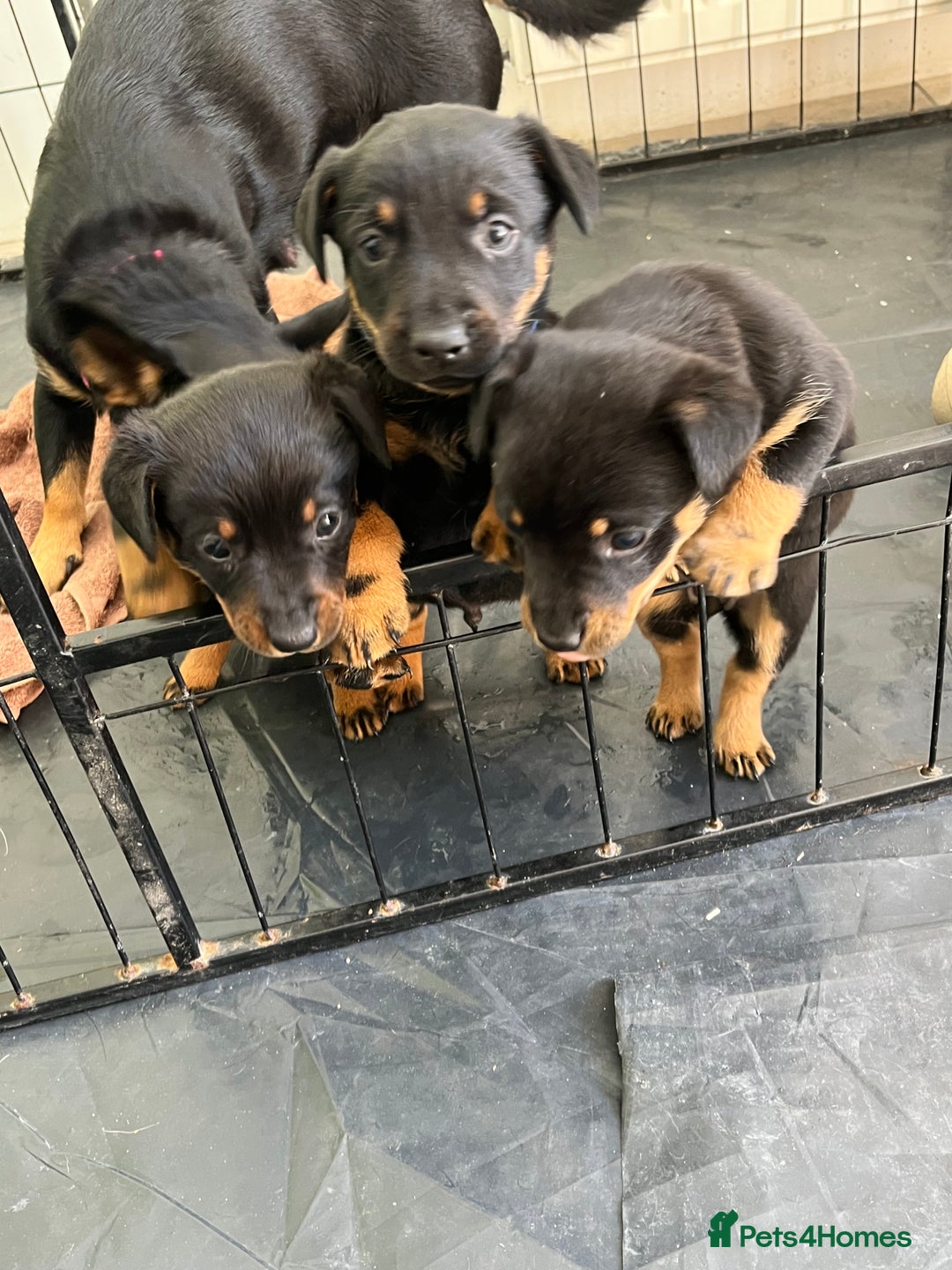 Lancashire Heeler dogs for sale: Lancashire Heeler Puppy for sale - Image 7