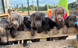 Labrador Retriever dogs for sale: KC Silver, Charcoal & Black Labs for sale - Image 25