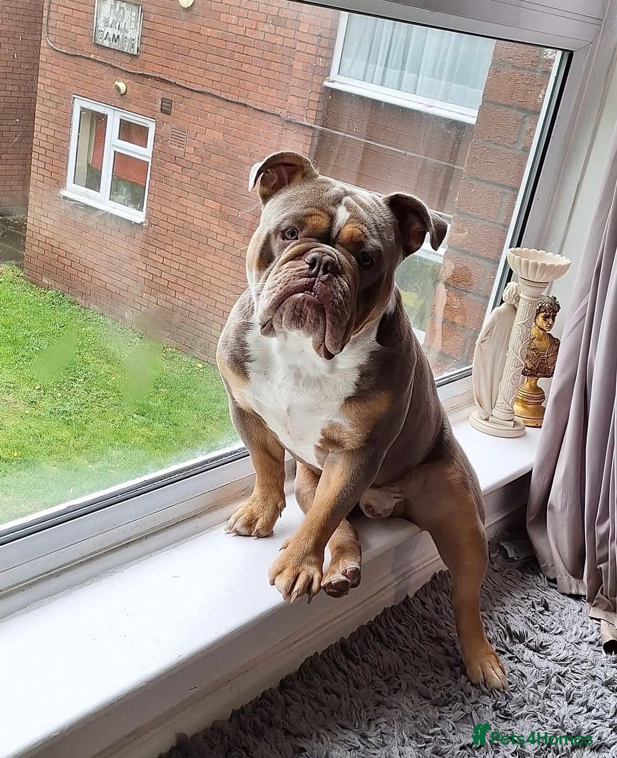 Olde English Bulldogge dogs Lilac tri Olde English bulldog for stud  - Advert 2