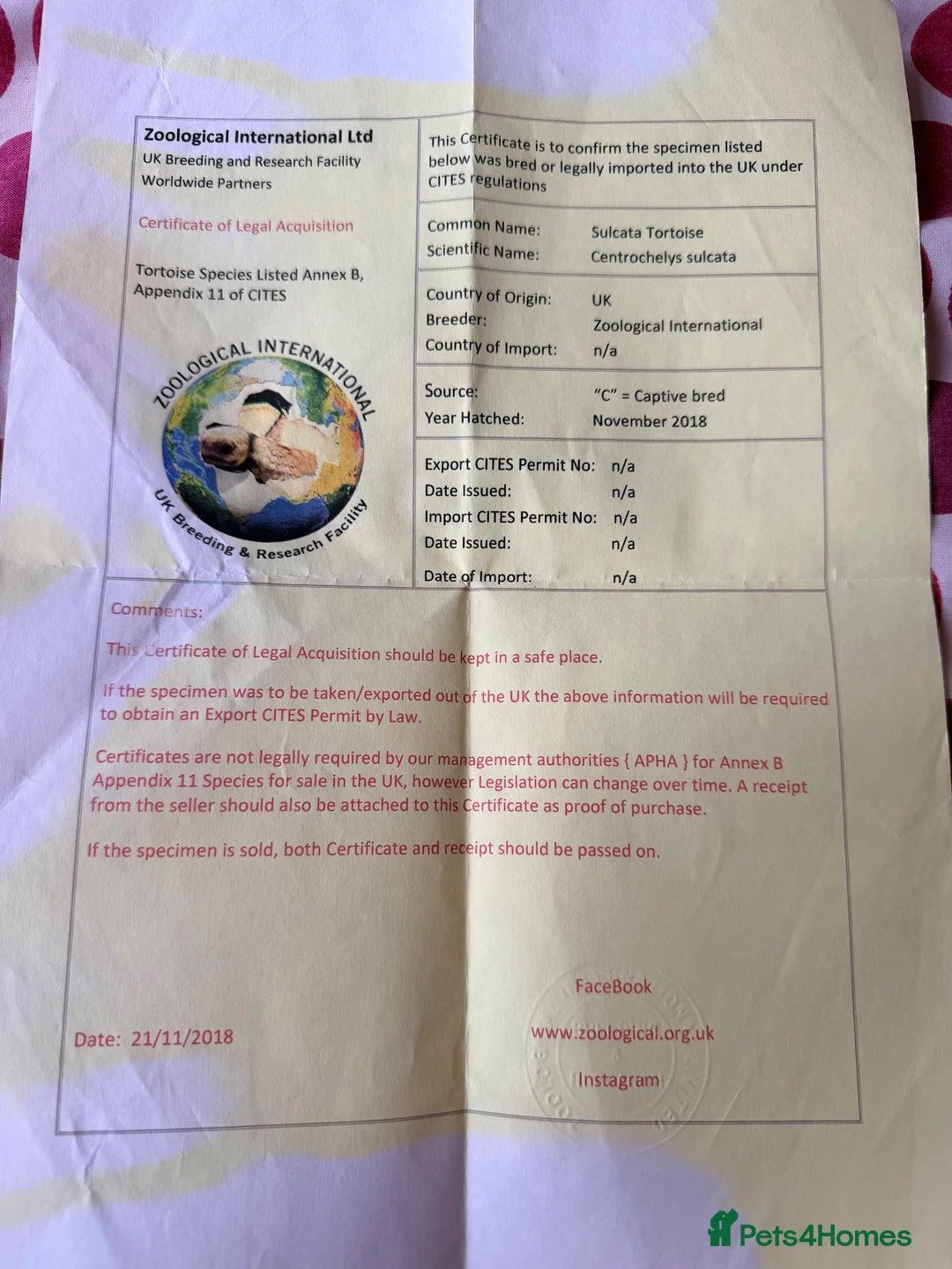 Tortoise reptiles for sale: Sulcata tortoise for sale in Bournemouth - Advert 5