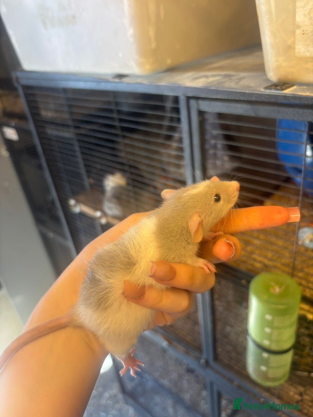 Rat rodents for sale: Babies rats, rex, dumbos and fancy - Image 4