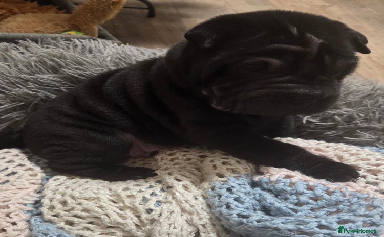 Shar Pei dogs ❤️ beautiful shar pei puppies ❤️ - Advert 2