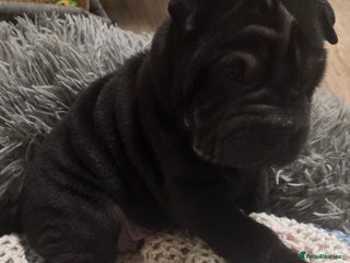 Shar Pei dogs ❤️ beautiful shar pei puppies ❤️ - Advert 6