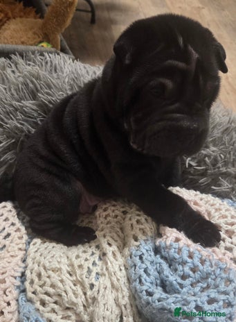 Shar Pei dogs ❤️ beautiful shar pei puppies ❤️ - Advert 2