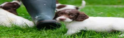 English Springer Spaniel dogs for sale: Working Line Liver And White Springer Spaniels - Advert 17