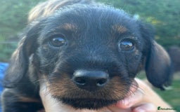 Mixed Breed dogs for sale: Wire Haired Daschund x Rottweiler  - Image 27