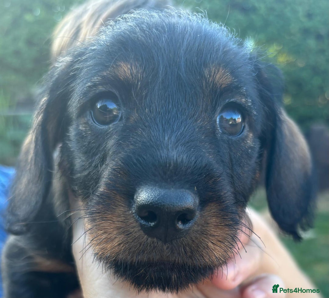 Mixed Breed dogs for sale: Wire Haired Daschund x Rottweiler  - Image 27