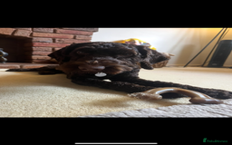 Cockapoo dogs for stud: Pedigree Cockapoo for Stud - Advert 4