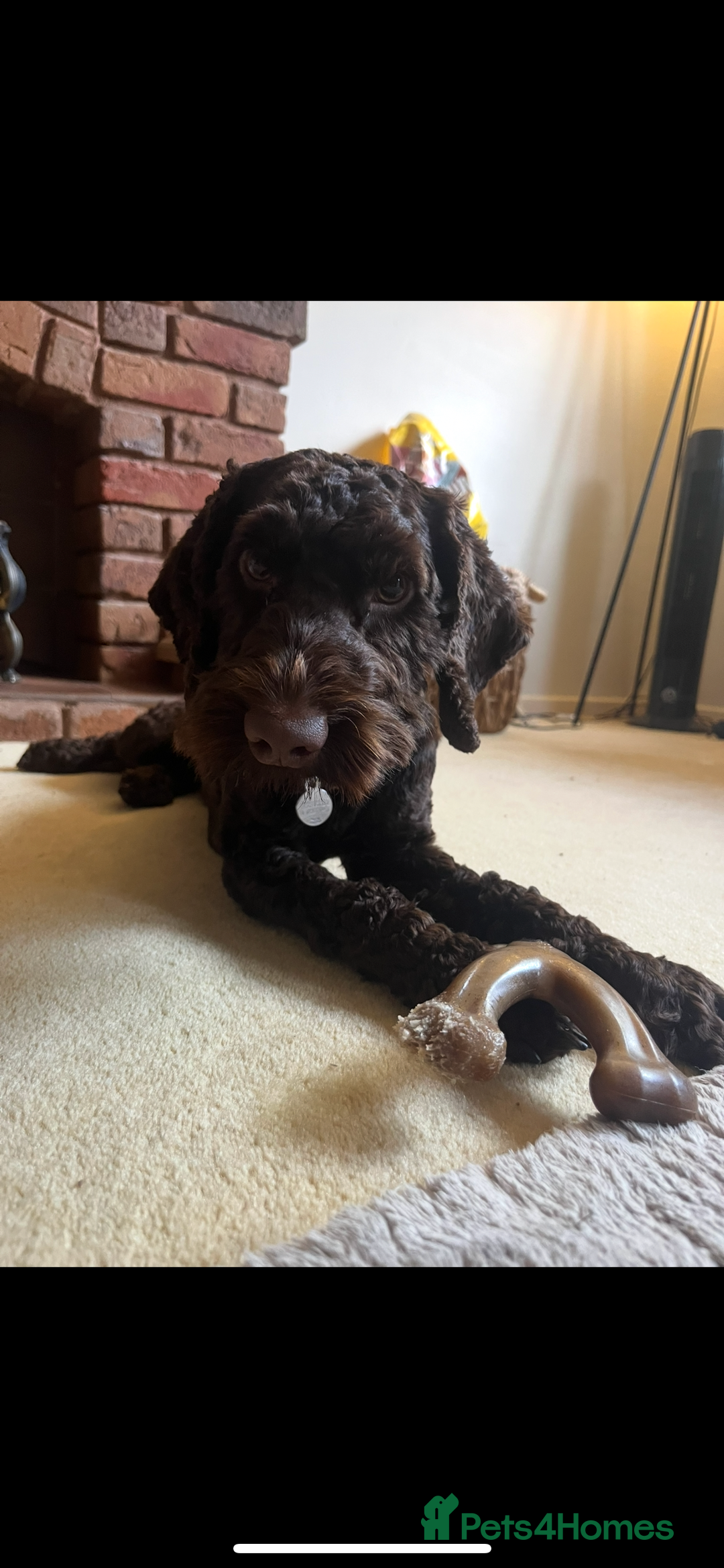 Cockapoo dogs for stud: Pedigree Cockapoo for Stud - Advert 4