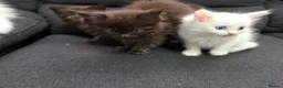 Mixed Breed cats for sale: Maine Coon x Ragdoll Kittens - Advert 16