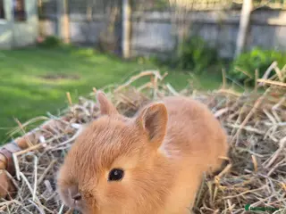 Netherland Dwarf rabbits Purebred Netherland Dwarf - Advert 3