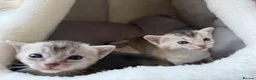Abyssinian cats for sale: 2 beautiful Abyssinian boys  - Advert 6
