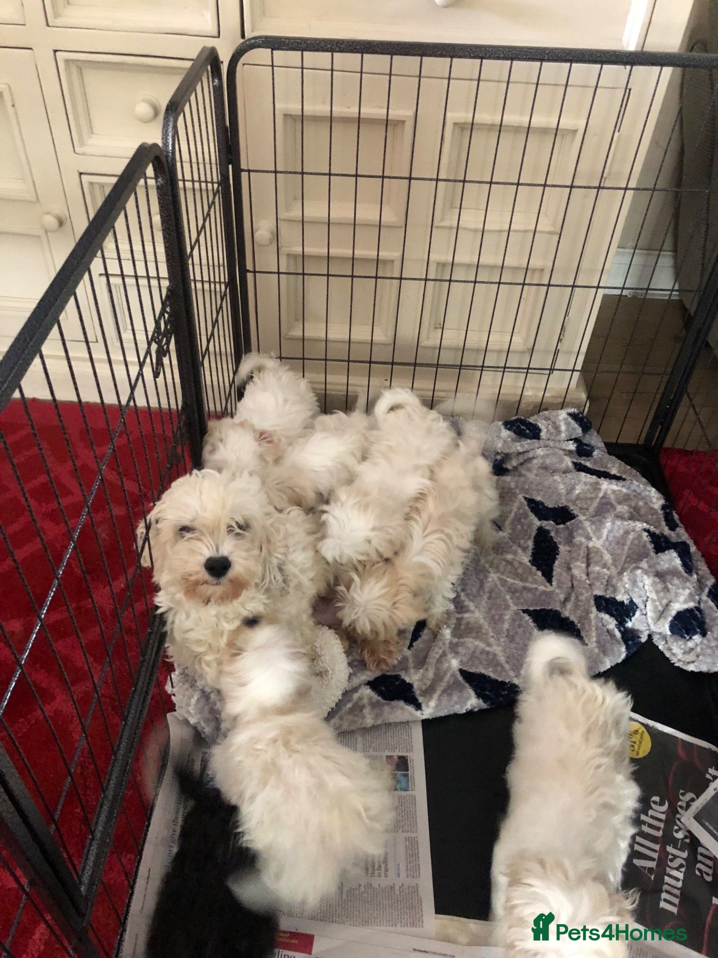 Mixed Breed dogs for sale: shihtzu / bichon x maltese  - Advert 1