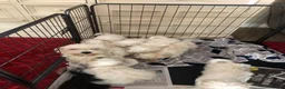 Mixed Breed dogs for sale: shihtzu / bichon x maltese  - Advert 1