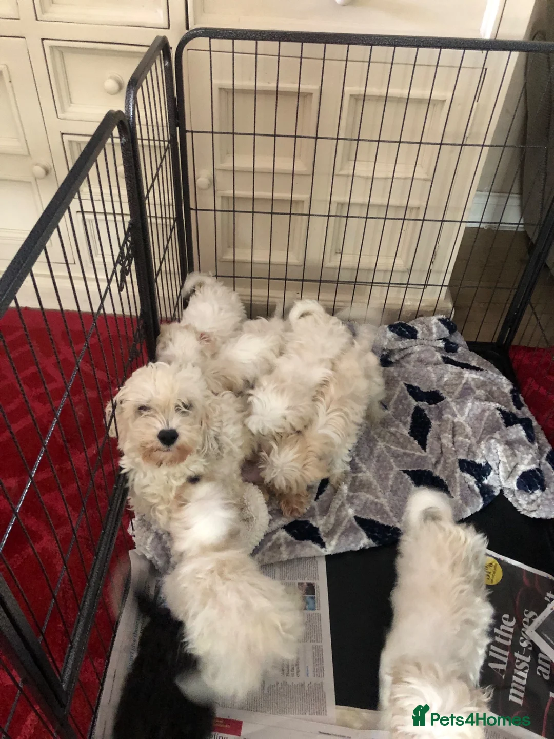 Mixed Breed dogs for sale: shihtzu / bichon x maltese  - Advert 1
