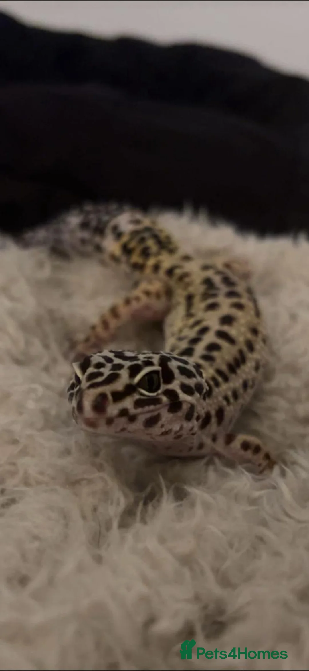 Leopard Gecko reptiles for sale: Male 4yr old Leopard Gecko enclosure included - Advert 2