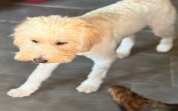 Tibetan Terrier dogs for adoption: Sweet Barney looking for LOVE - Image 13