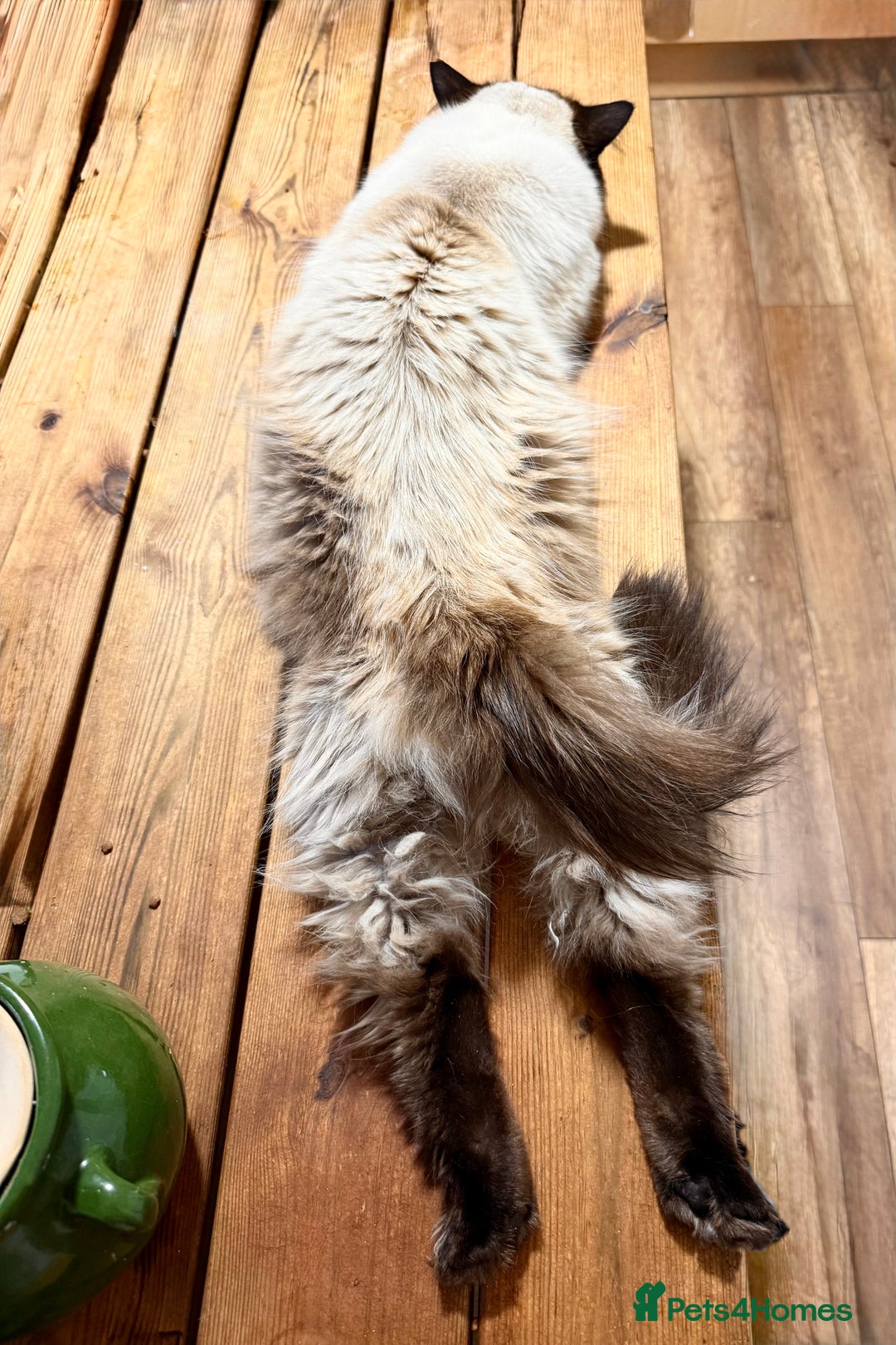 Ragdoll cats for sale: Adorable Ragdoll Kittens  - Image 15
