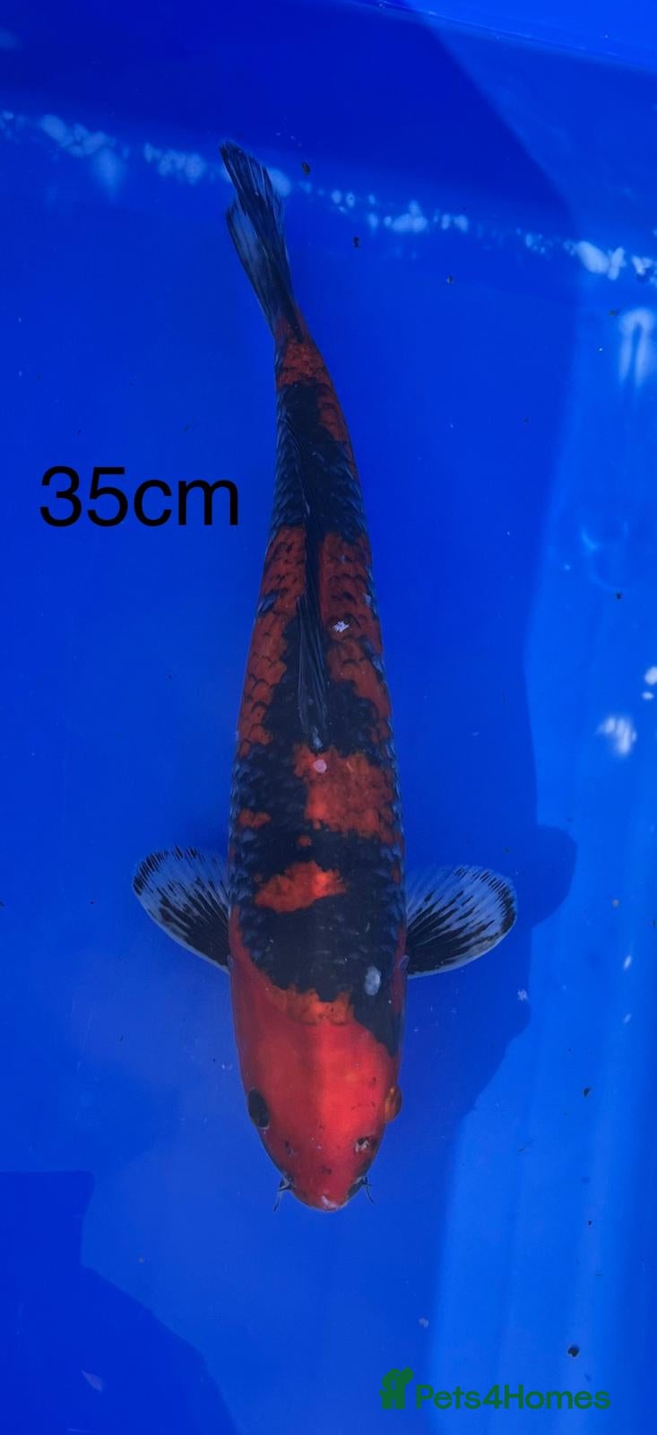 Koi Carp fish Goshiki - Advert 2