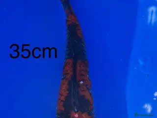 Koi Carp fish Goshiki - Advert 2