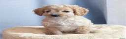 Cockapoo dogs for sale: 3/4 toy podle, 1/4 cocker Please read description  - Advert 32