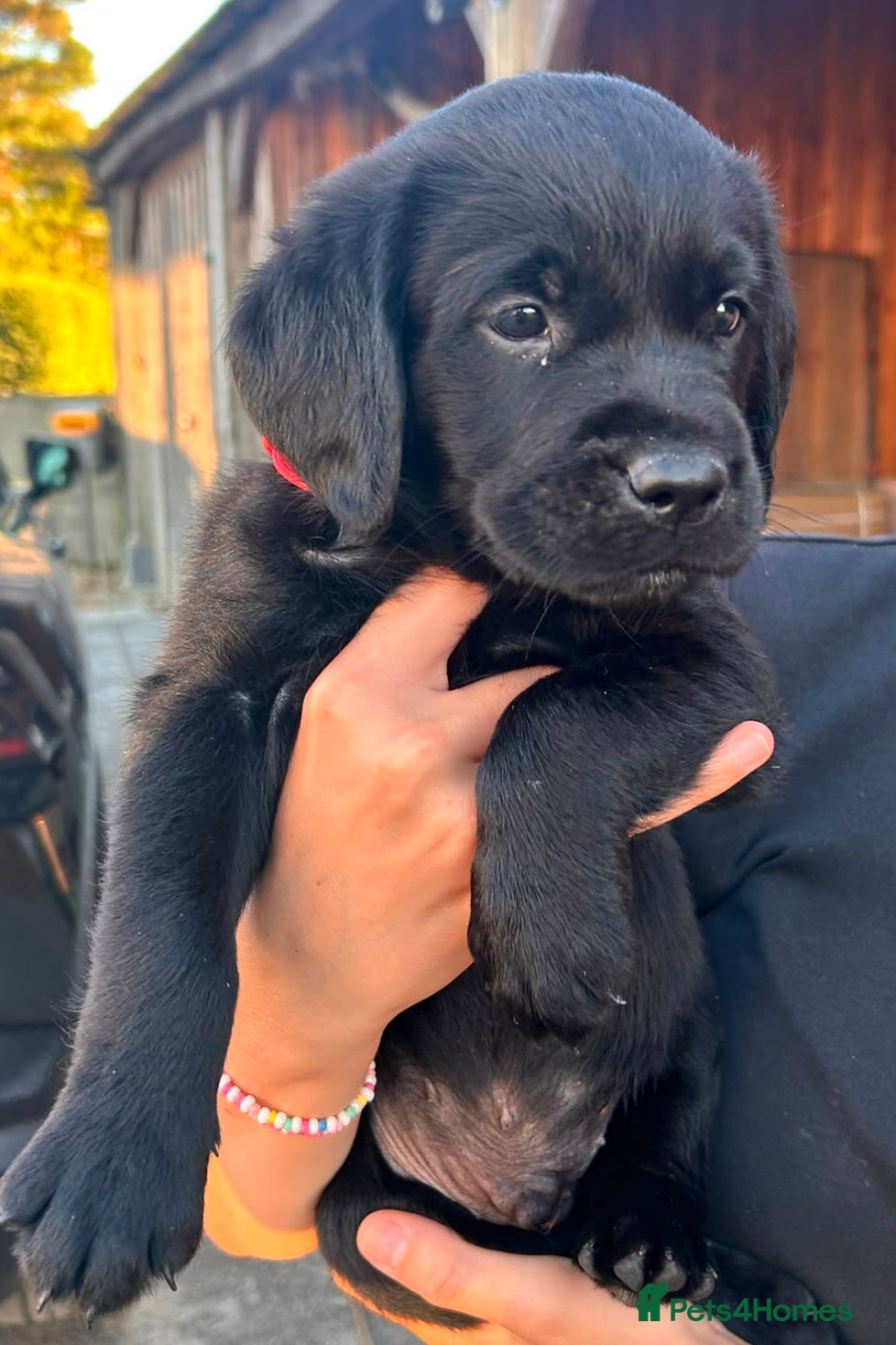 Goldador dogs Golden Retriever × Black Labrador Puppies - Advert 2