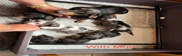 Miniature Dachshund dogs for sale: Beautiful mini dachshund  in Sandy - Advert 2