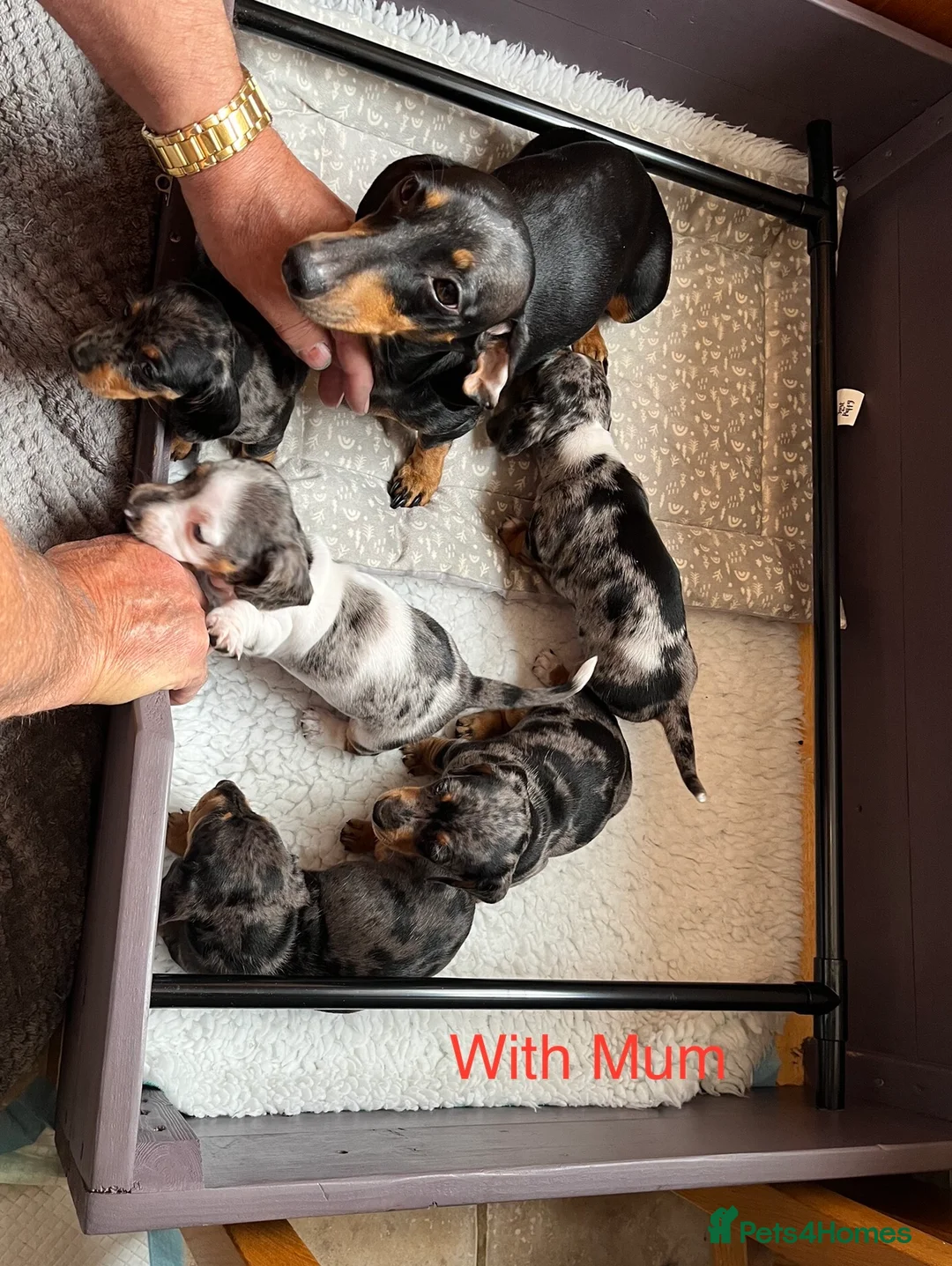 Miniature Dachshund dogs for sale: Beautiful mini dachshund  in Sandy - Advert 2