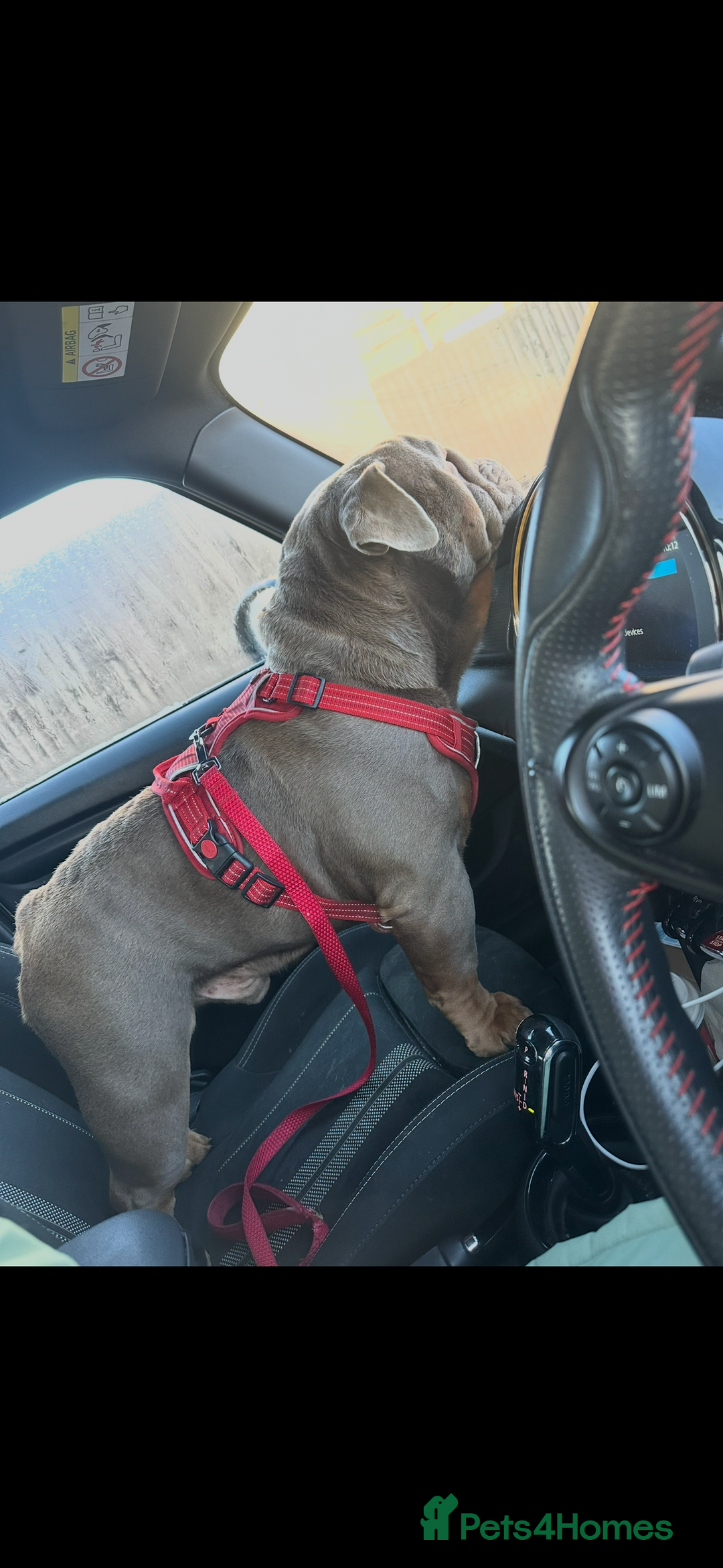 English Bulldog dogs for sale: Male English Bulldog - Advert 5