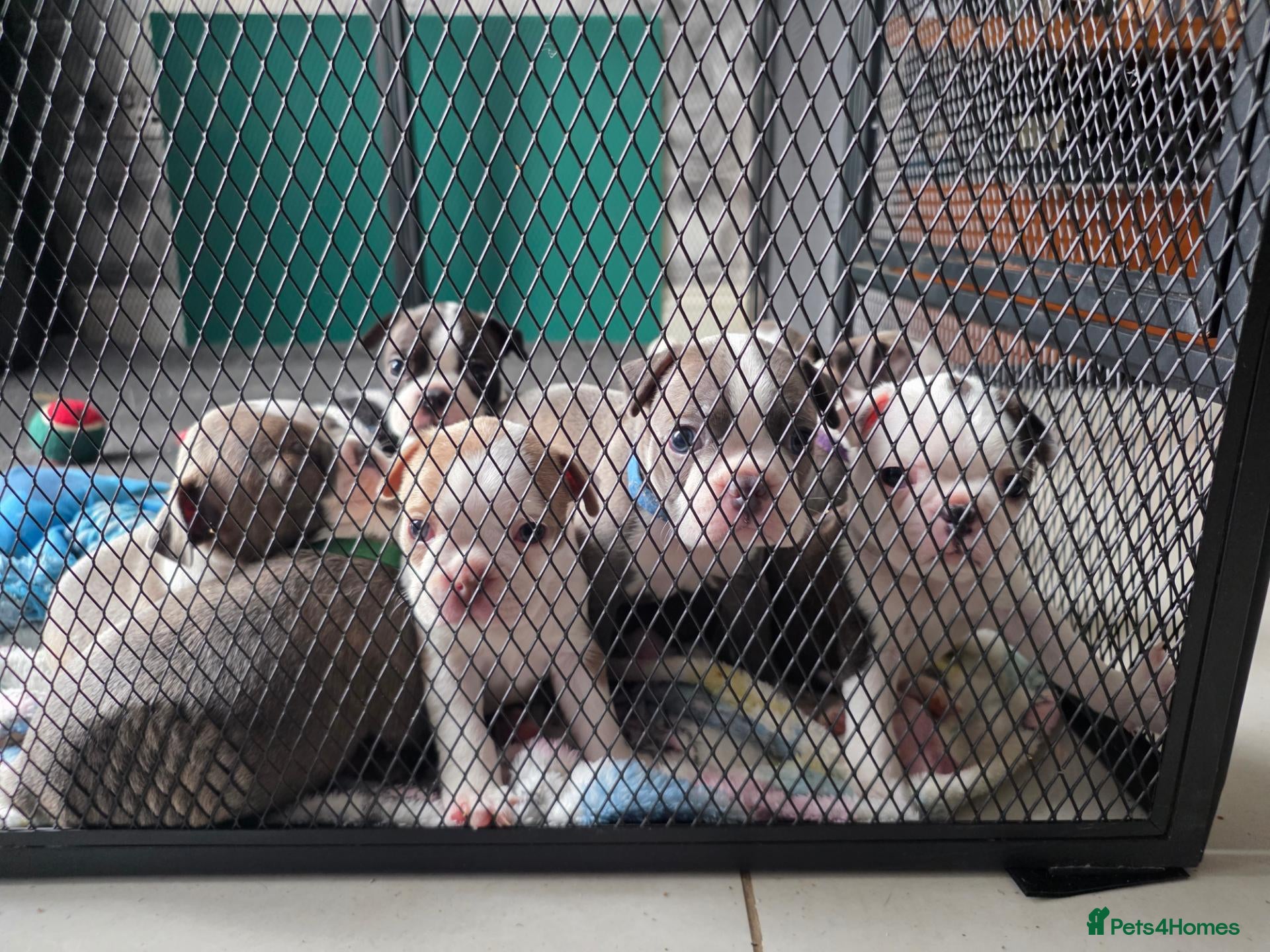 Boston Terrier dogs Health-Tested KC Registered Boston Terrier Puppies - Advert 3