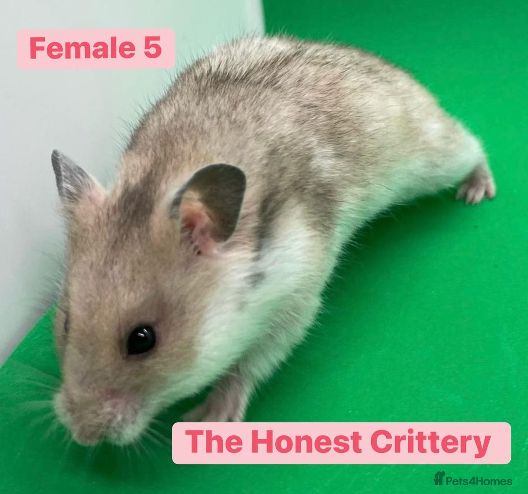 Hamster rodents for sale: Syrian Hamsters - Image 6